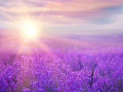 Lavender - Aromatherapy Focus