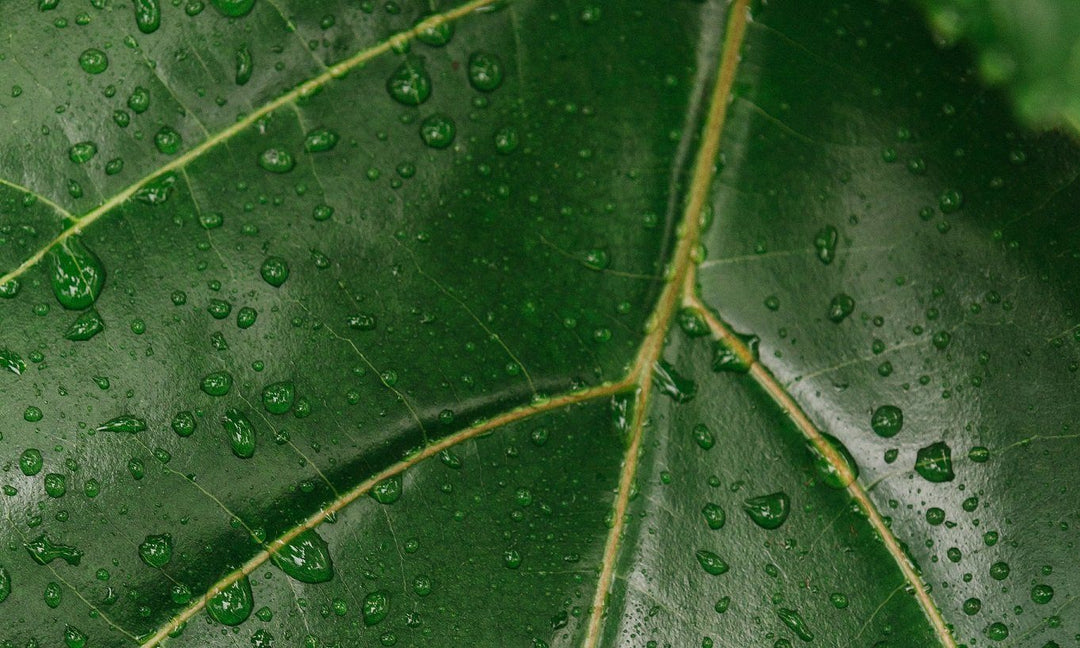 Nourish Your Skin with These 3 Active Ingredients